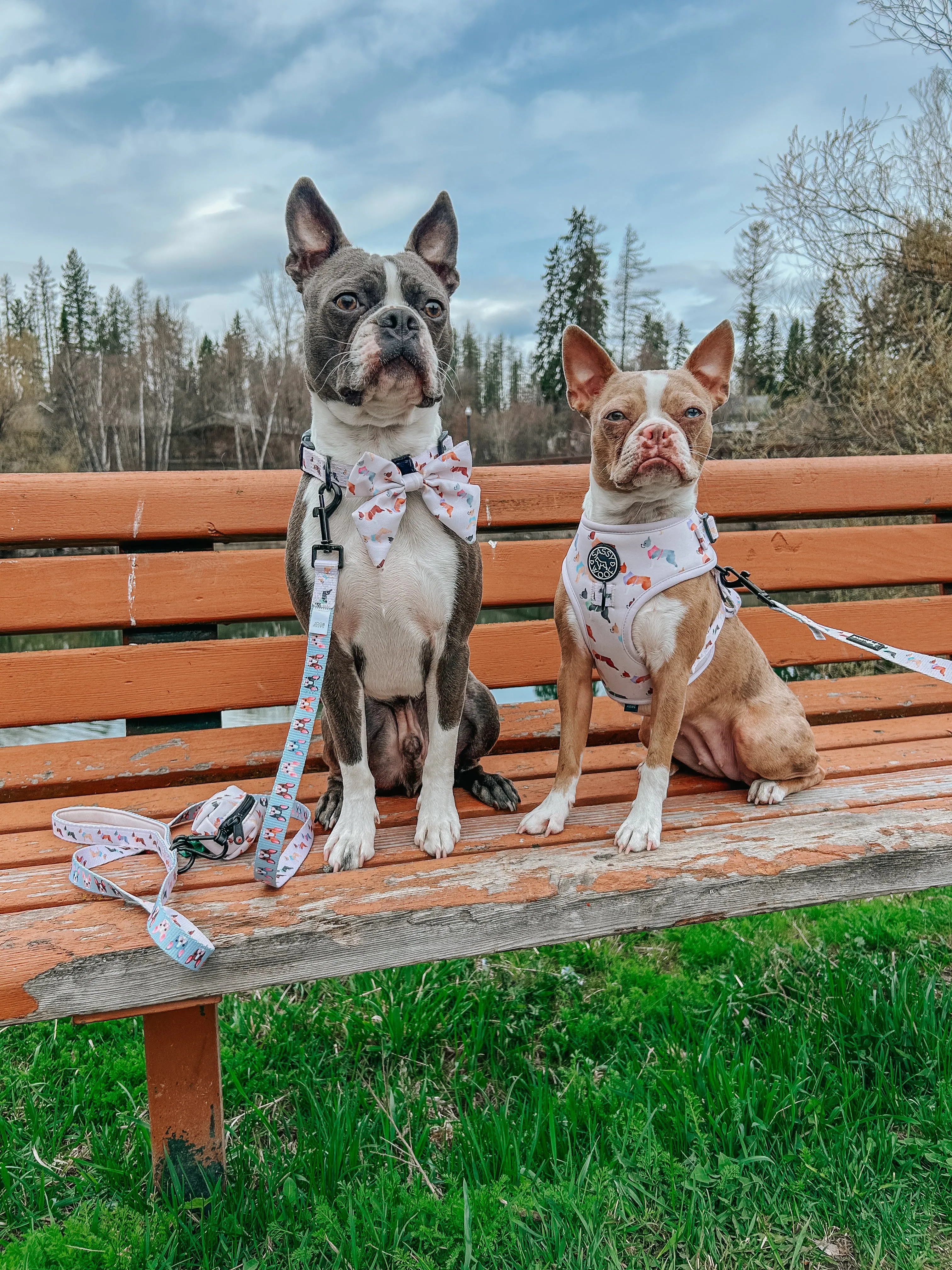 Dog Sailor Bow - Bold Boston Terriers