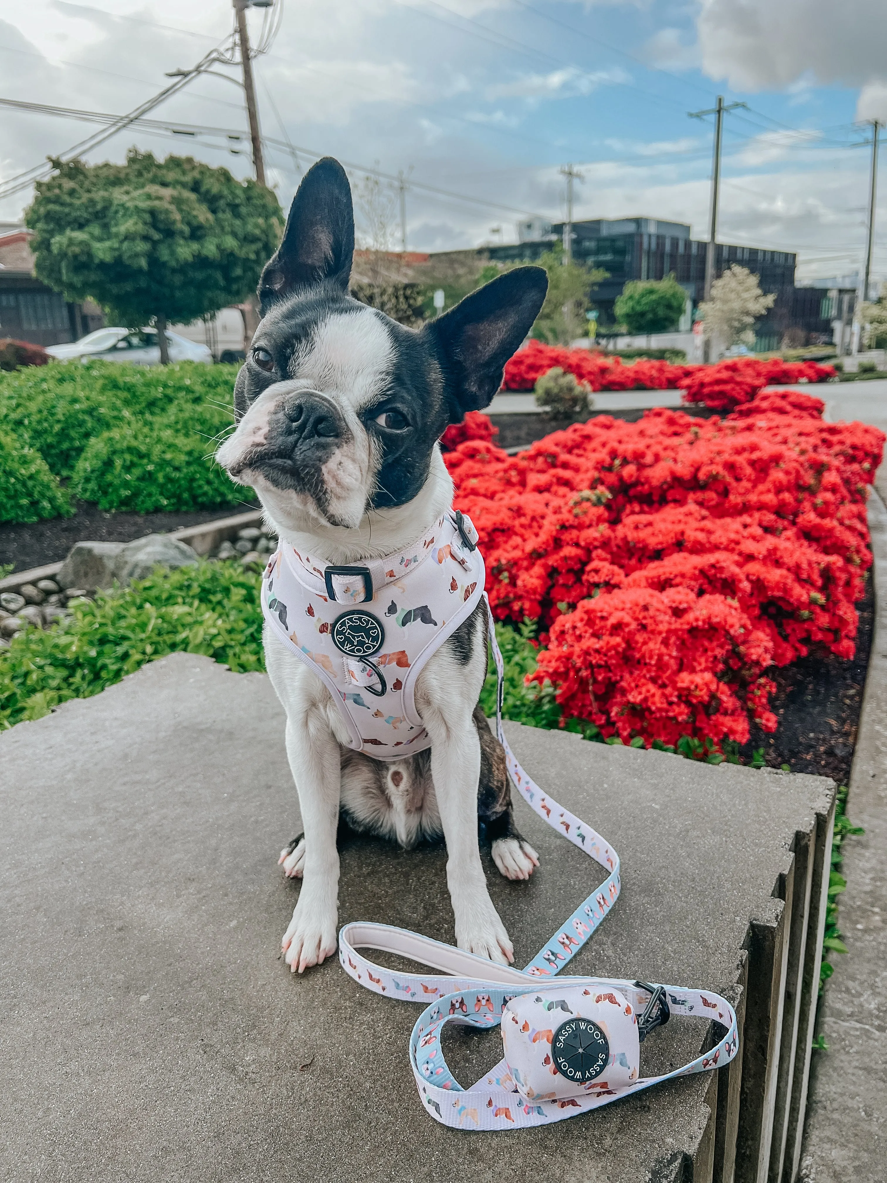 Dog Waste Bag Holder - Bold Boston Terriers
